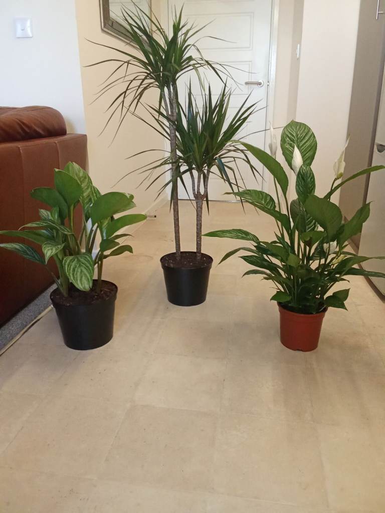 3 Indoor House Plants in nice healthy condition 