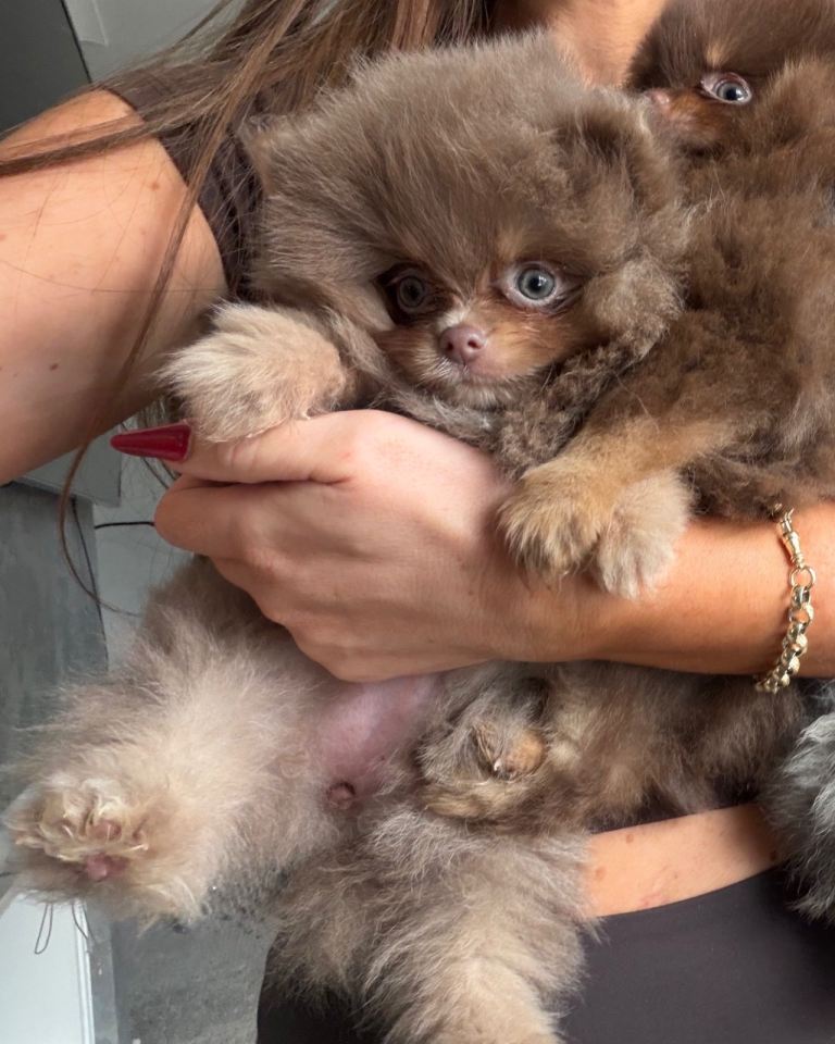 Special quality Pomeranian Girls