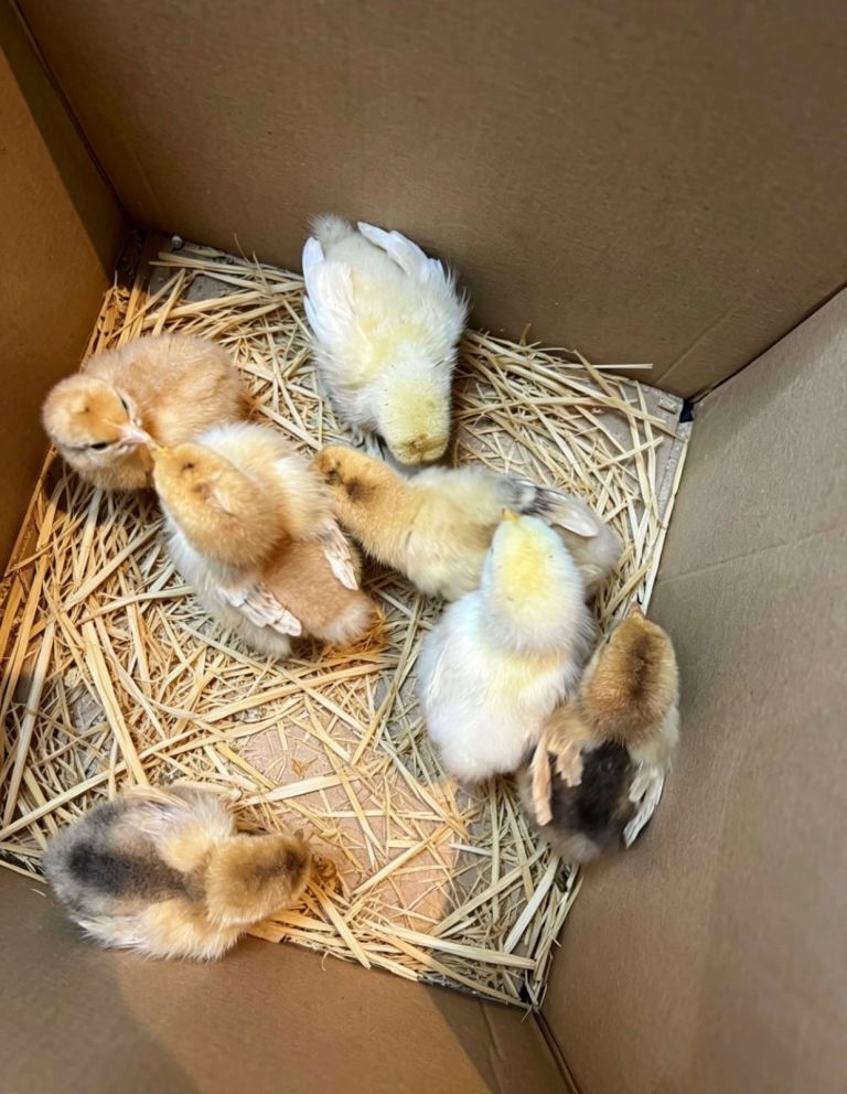 Chicks for sale 