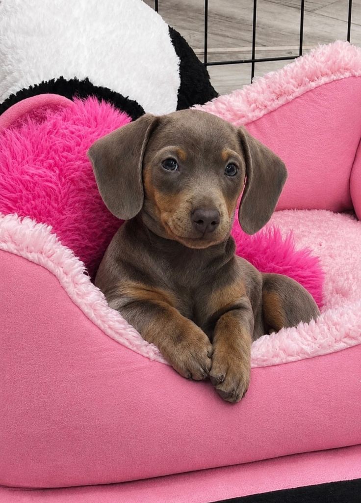 Miniature girl dachshund 