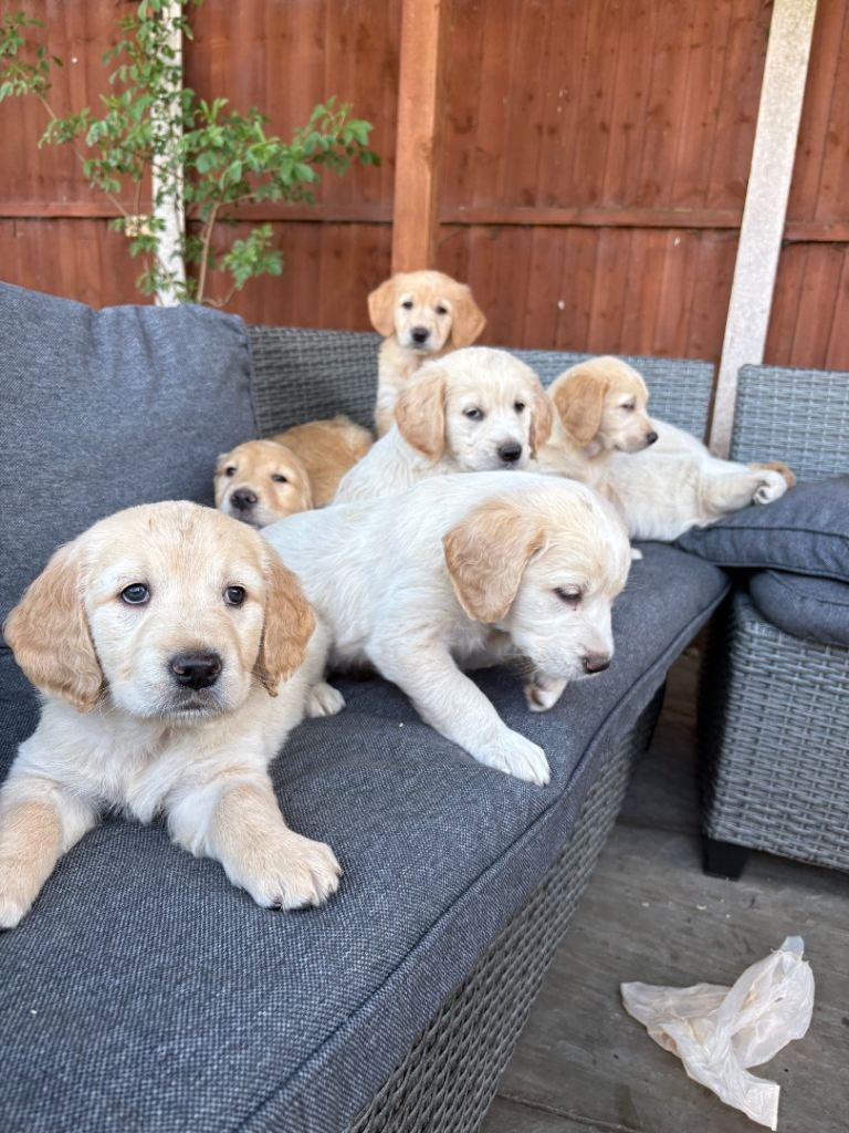 Beautiful Golden Retriever Puppies 🐶