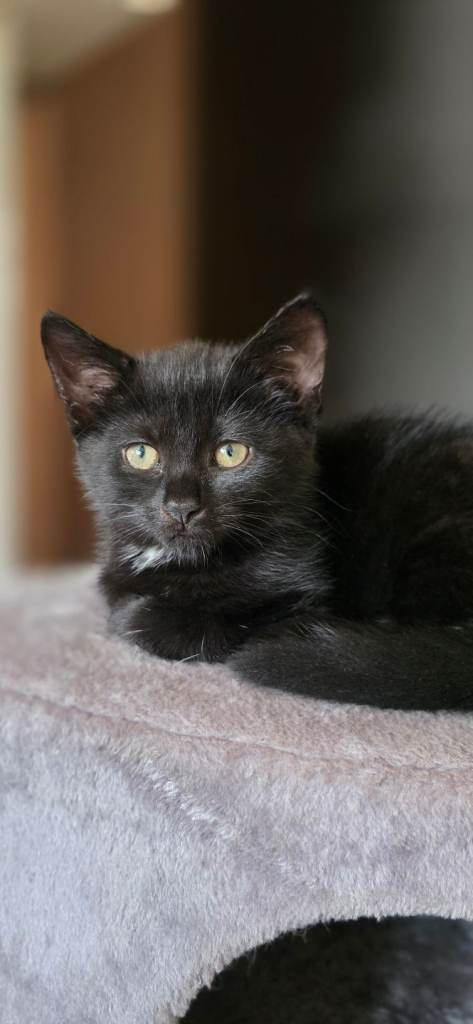 Gorgeous Black Male Kitten - 13 Weeks Old