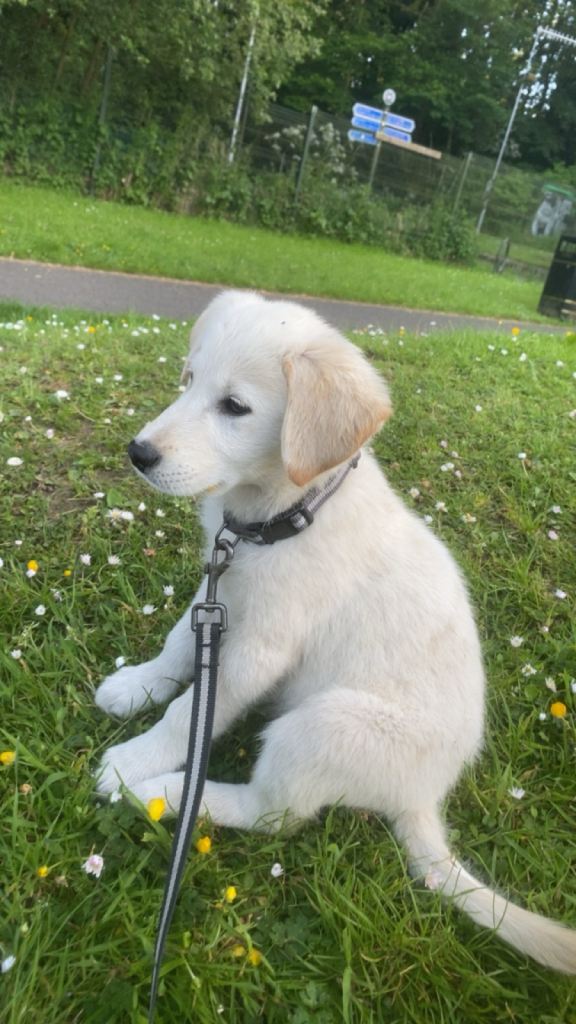 Golden retriever pup