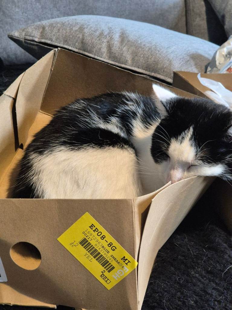 Free 2 year old looking for new home 