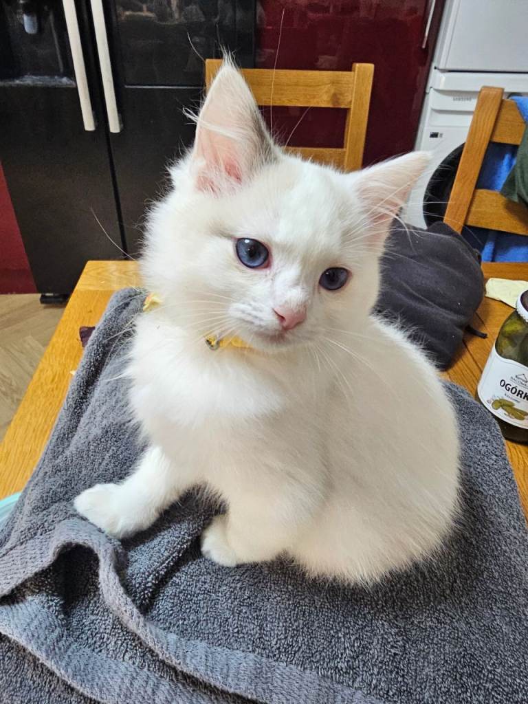 1 Gorgeous Ragdoll kitten ( male) left