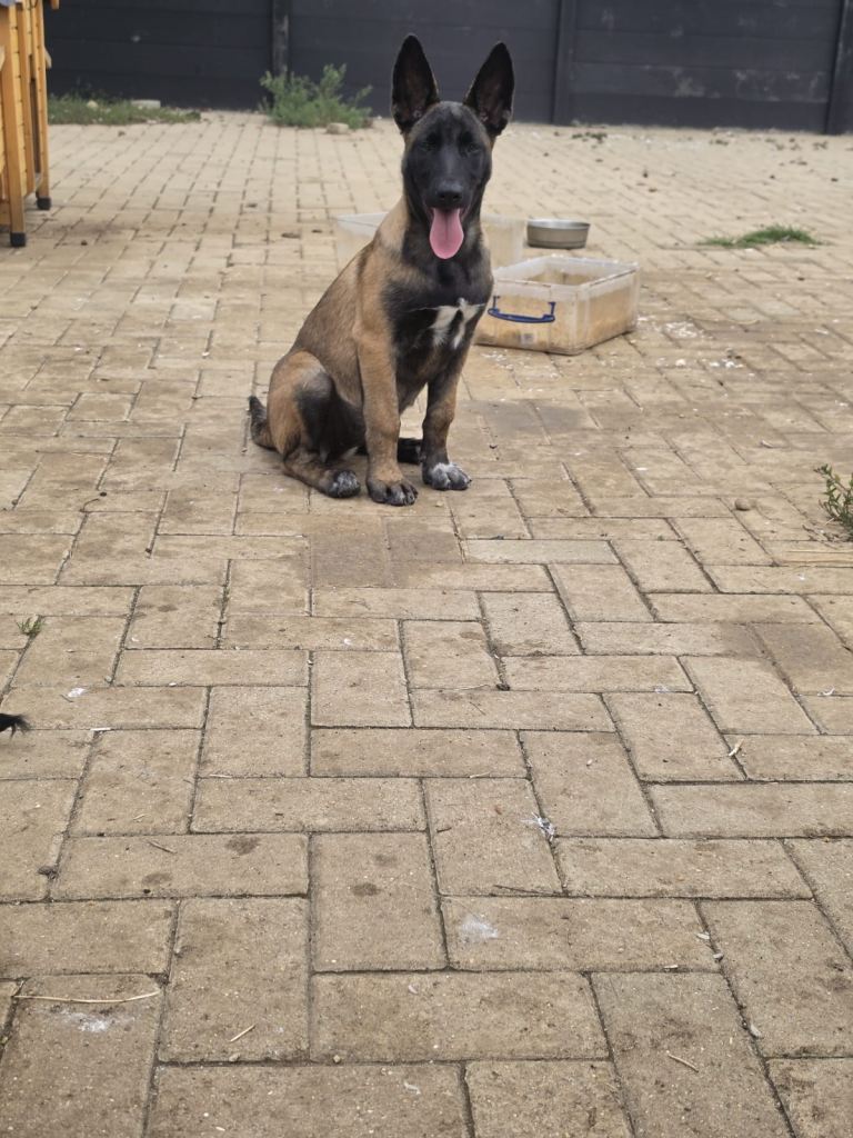 Belgian shepherd manolis