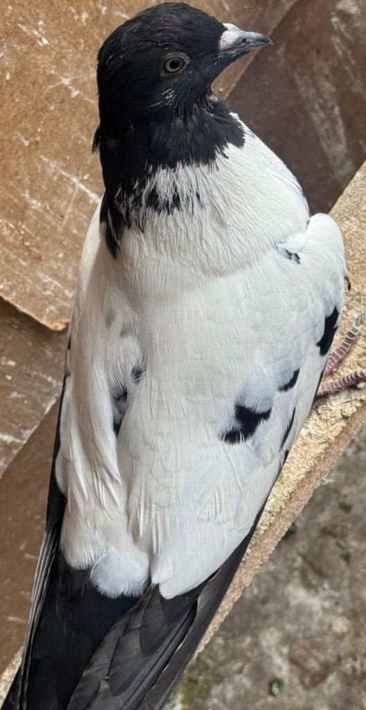 Afghani pigeon
