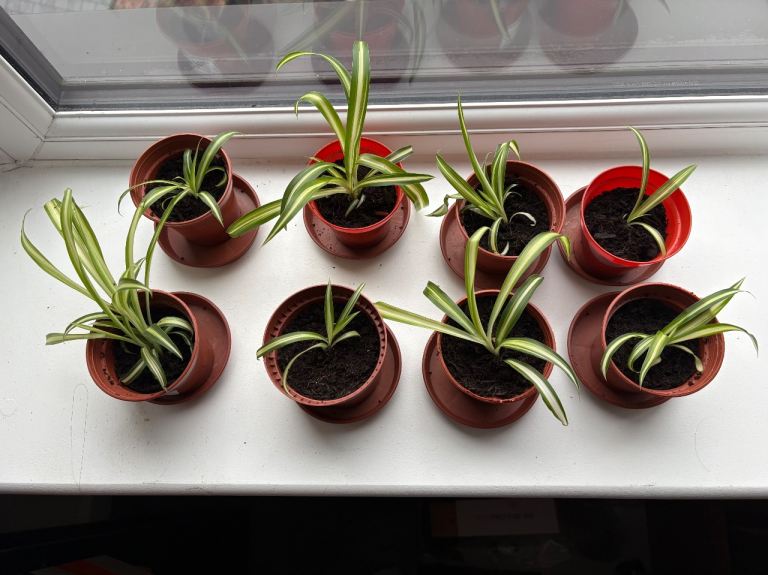 8x baby spider plants 