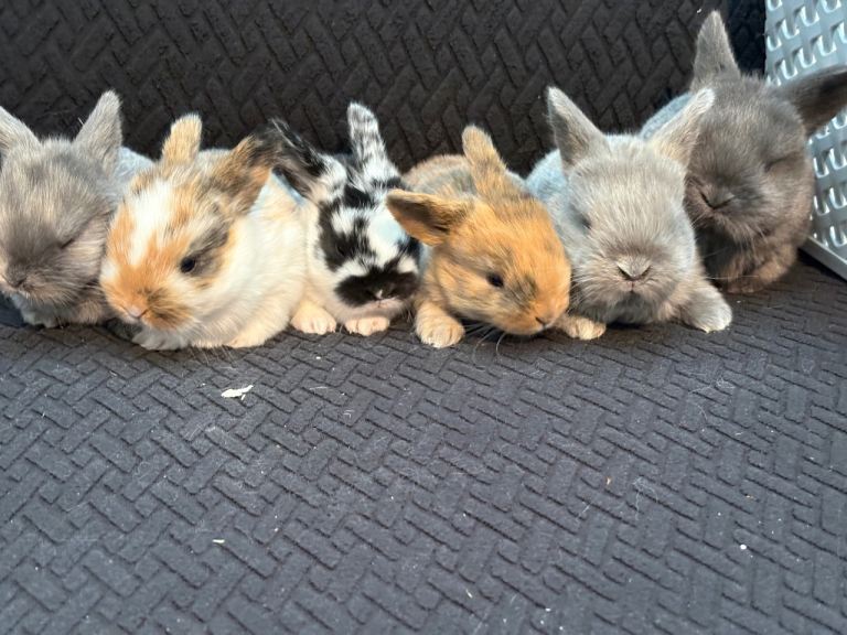 Mini lop babies