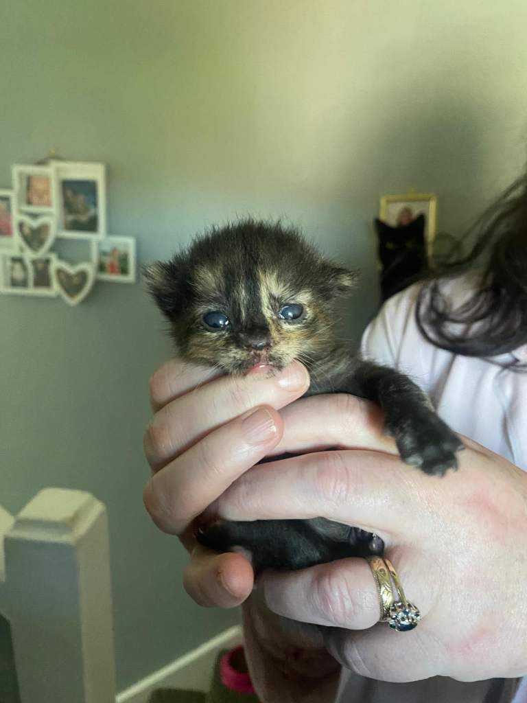 Kittens for sale only 1 left 