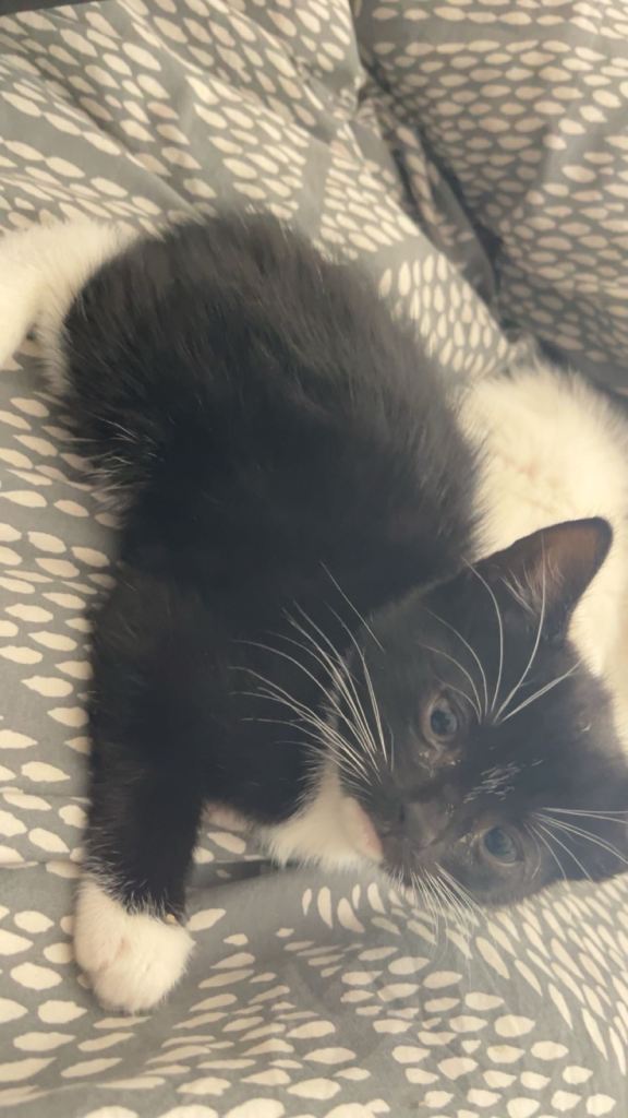 Kittens