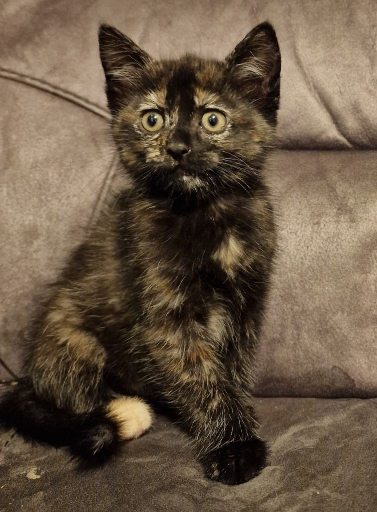 2 beautiful kittens ready to leave