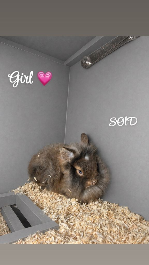 Netherland dewarf / lion head rabbits