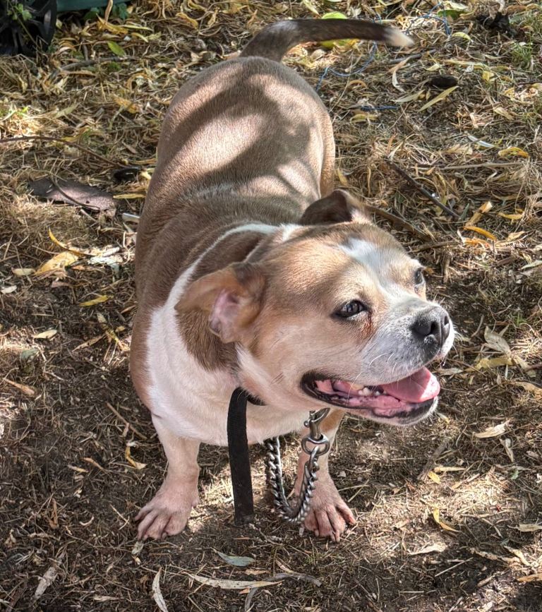 Our lovely French bulldog cross with Jack Russell 