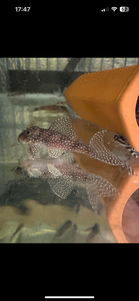 L136b Plecos. 2”-3  and 3”-4” £20 or £40