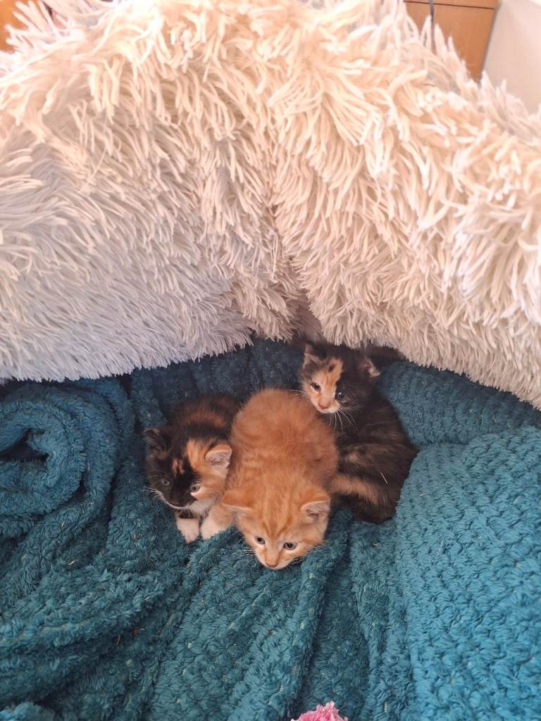 Kittens