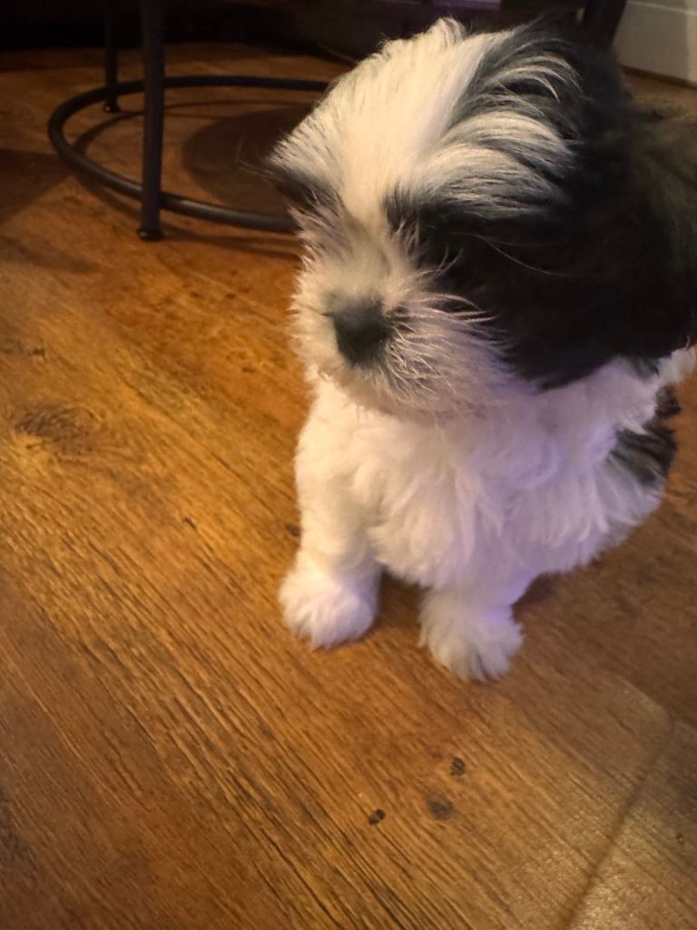 Shih tzu