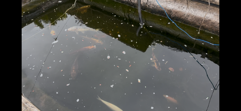 Koi Fish