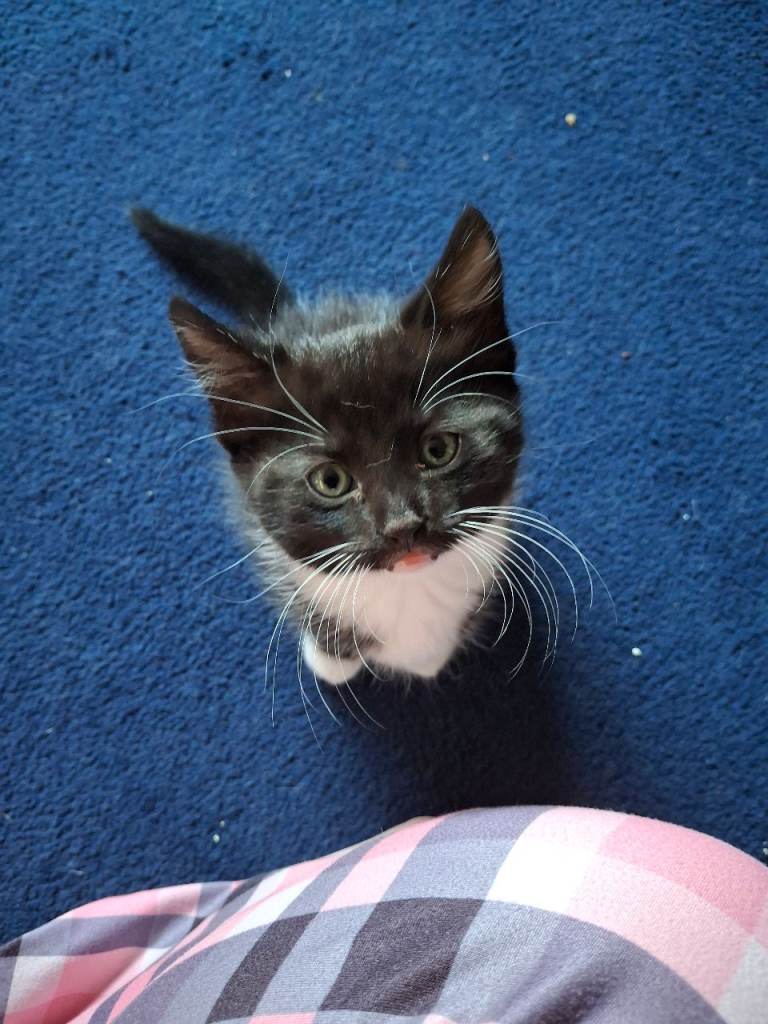 Beautiful boy kittens