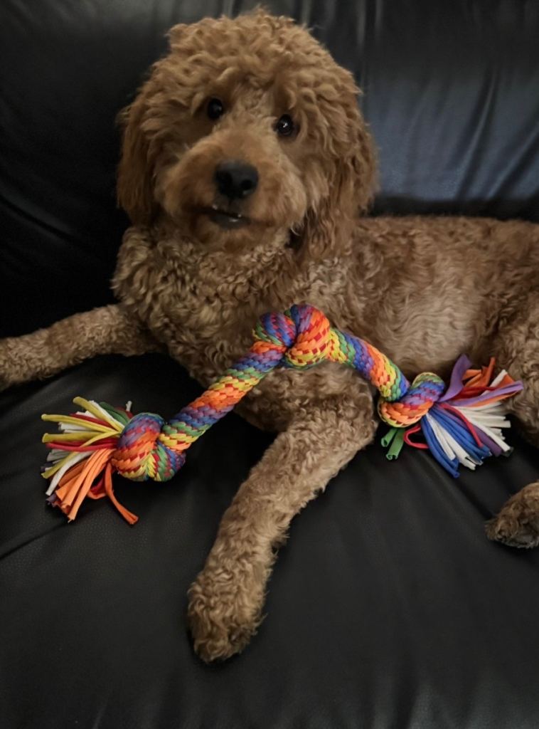 Sweet Labradoodle boy 