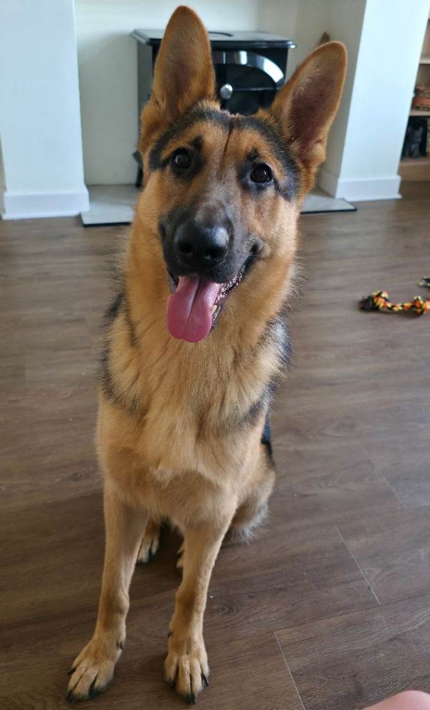13 Month German Shepherd