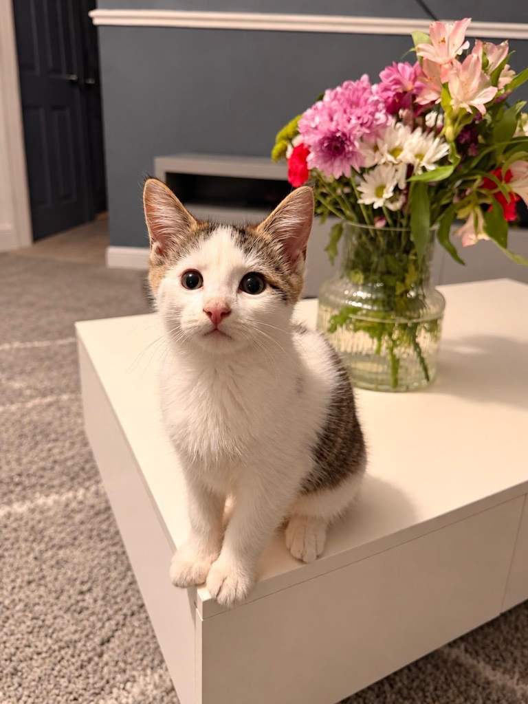 Kitten female
