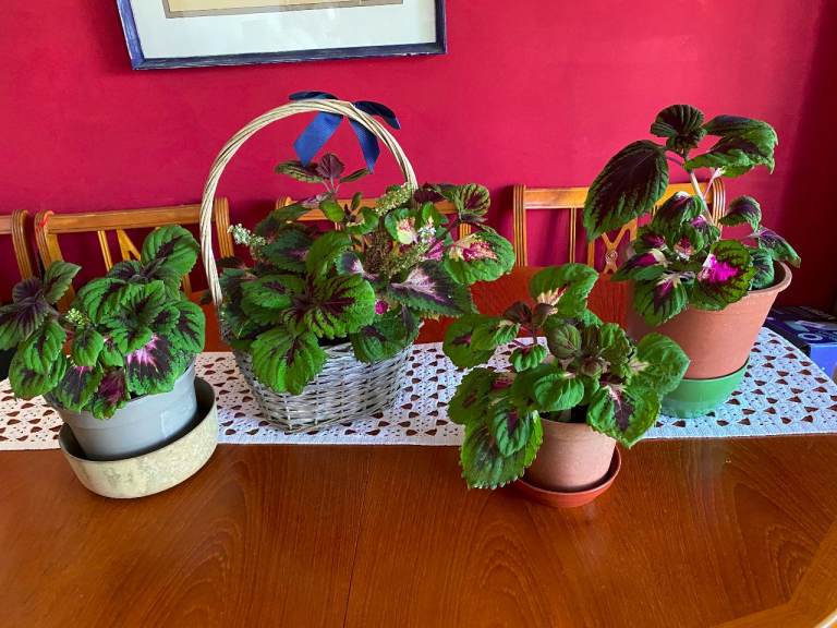 Vibrant Coleus Bedding Plants for Containers and Gardens