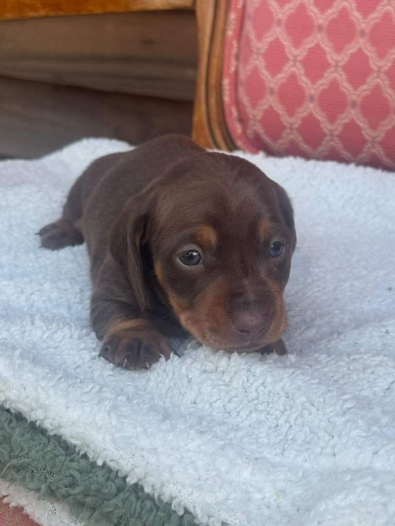 Dashound puppy’s  