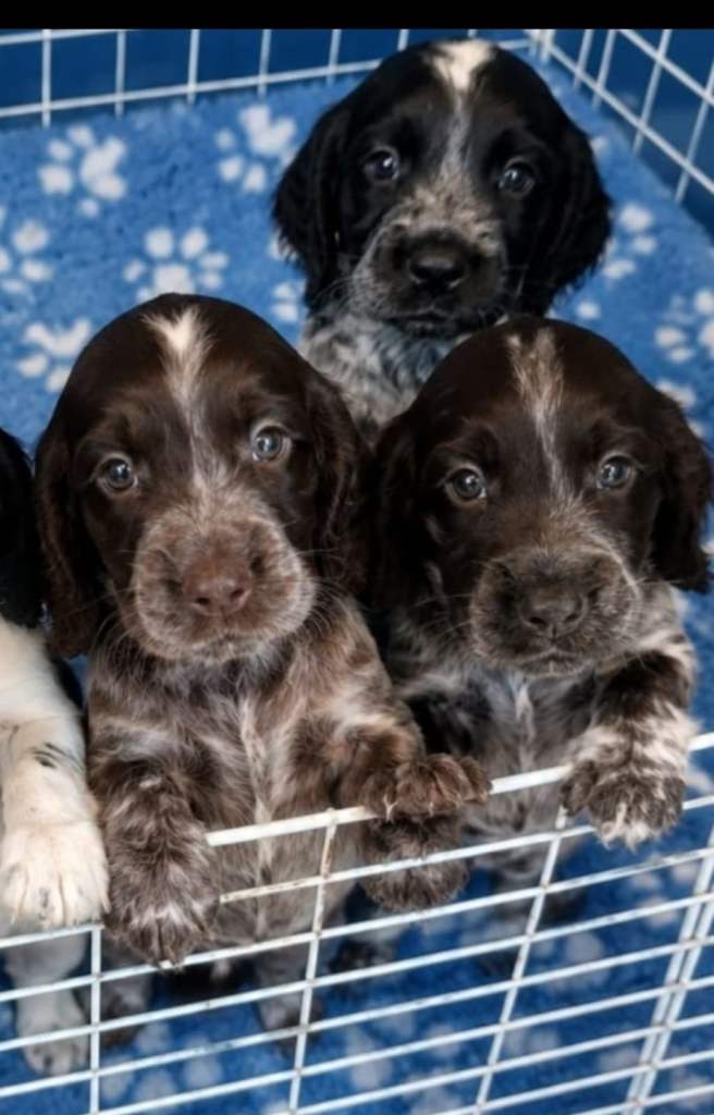 🐾 6 Gorgeous Show Type Cocker Spaniel Puppies – Ready 12th September 🐾
