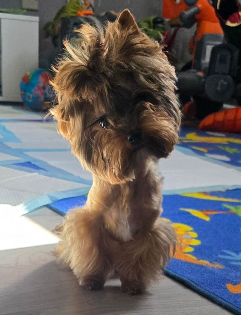 Mini Yorkshire terrier boy