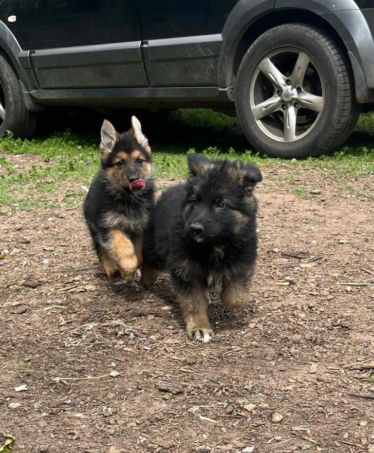 2 boys 1 girl left!! German shepherd pups 