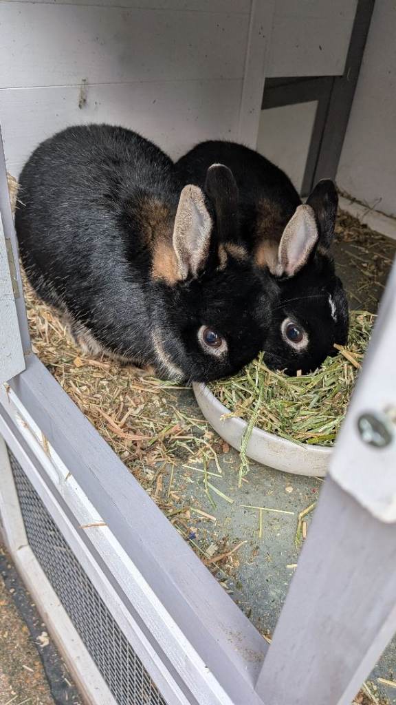 Beautiful Netherland Dwarf Rabbits