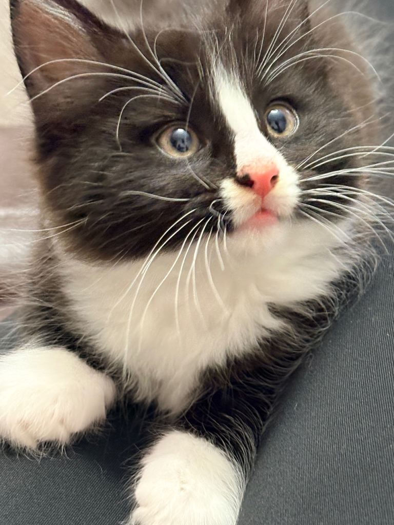 🐾 Adorable Kittens Looking For A Loving Home 🐾
