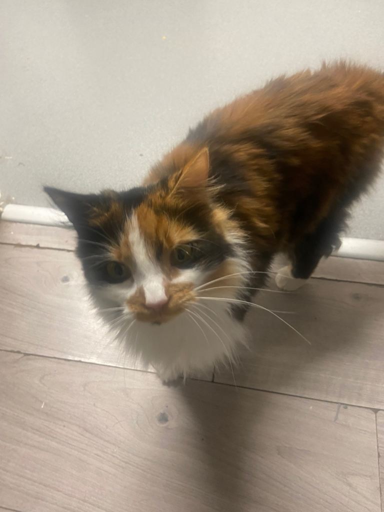 Cat for sale tortoise colour