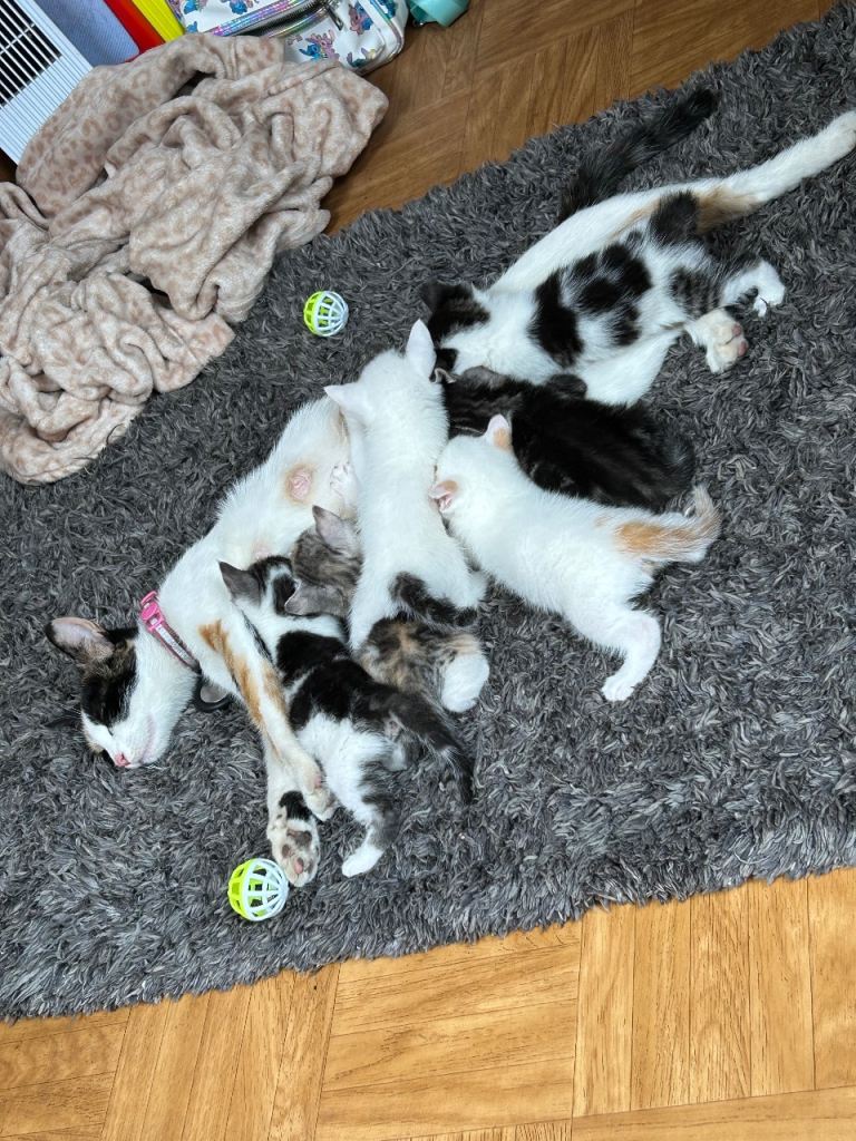 Kittens 
