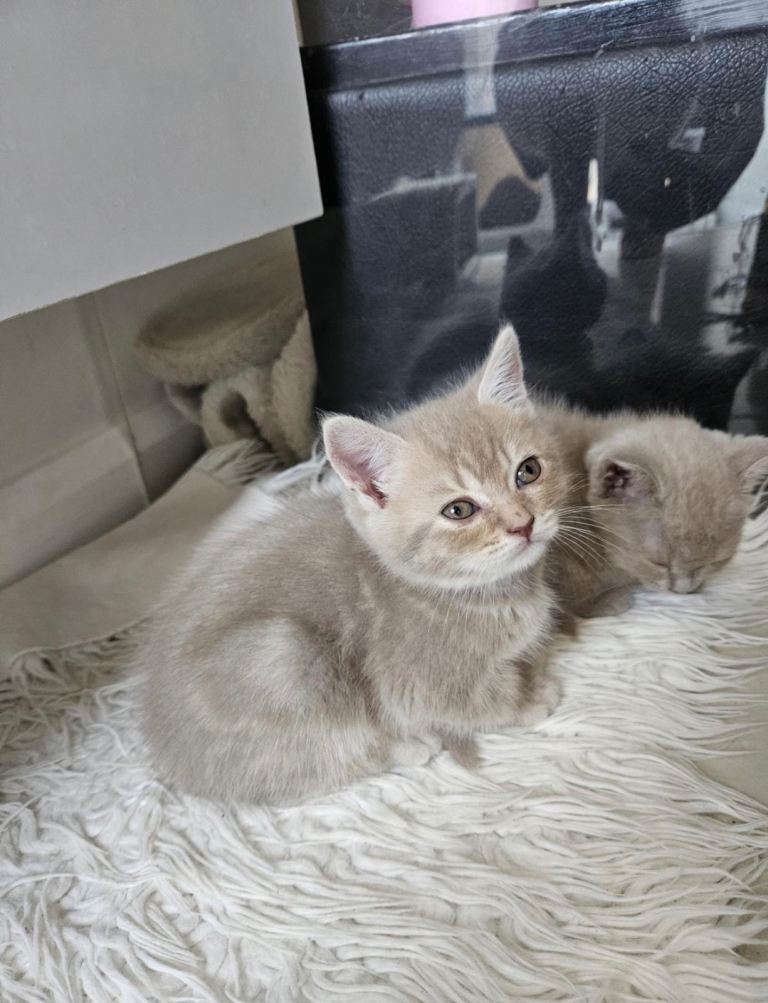 Kitten for sale! URGENT