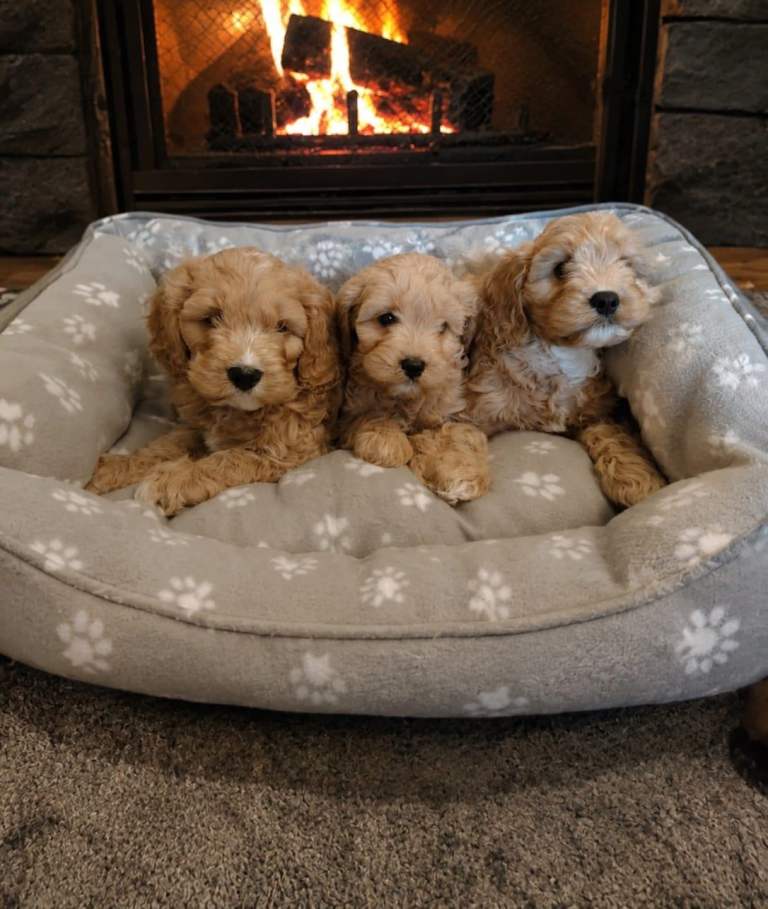 Miniature Cavapoo puppies