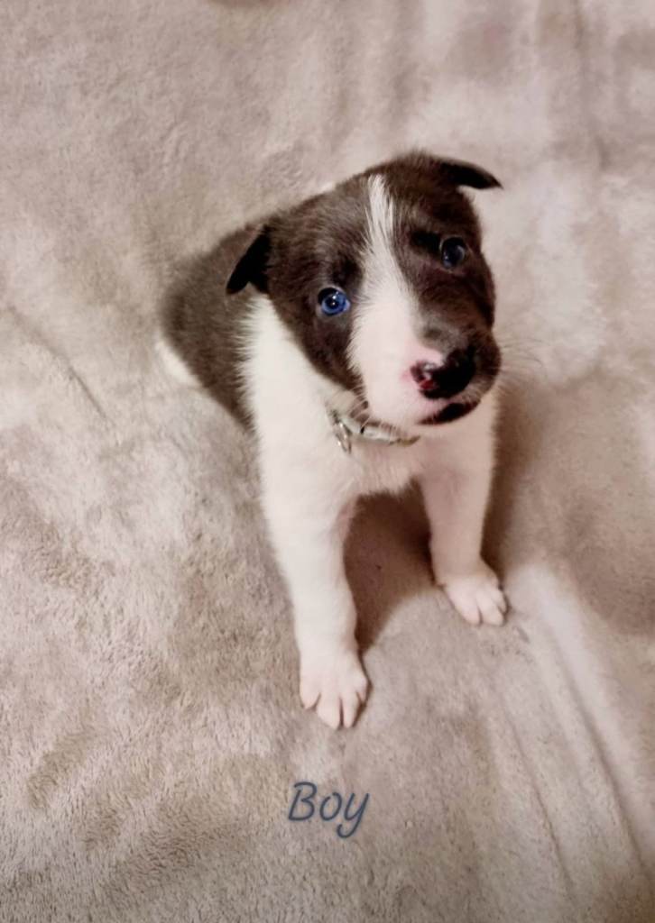 🐶 Pure Border Collie puppies