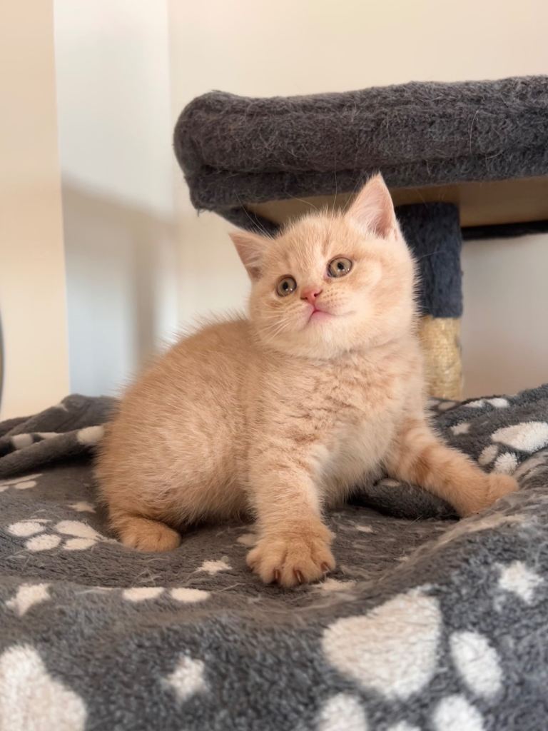 BRITISH SHORTHAIR GIRL 🌸