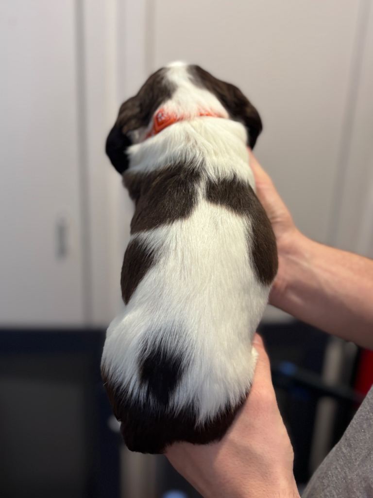 Springer spaniel puppies for sale 