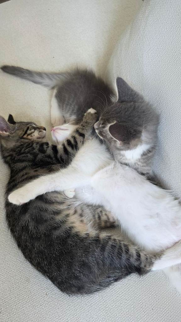 Siamese-Cross Kittens