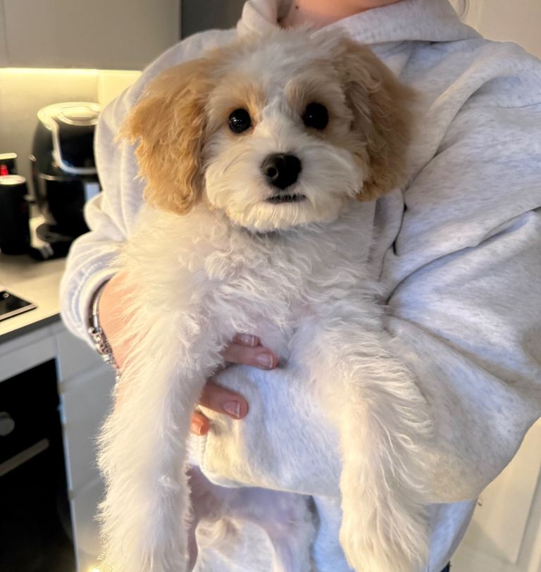 F1 Cavapoo for sale 