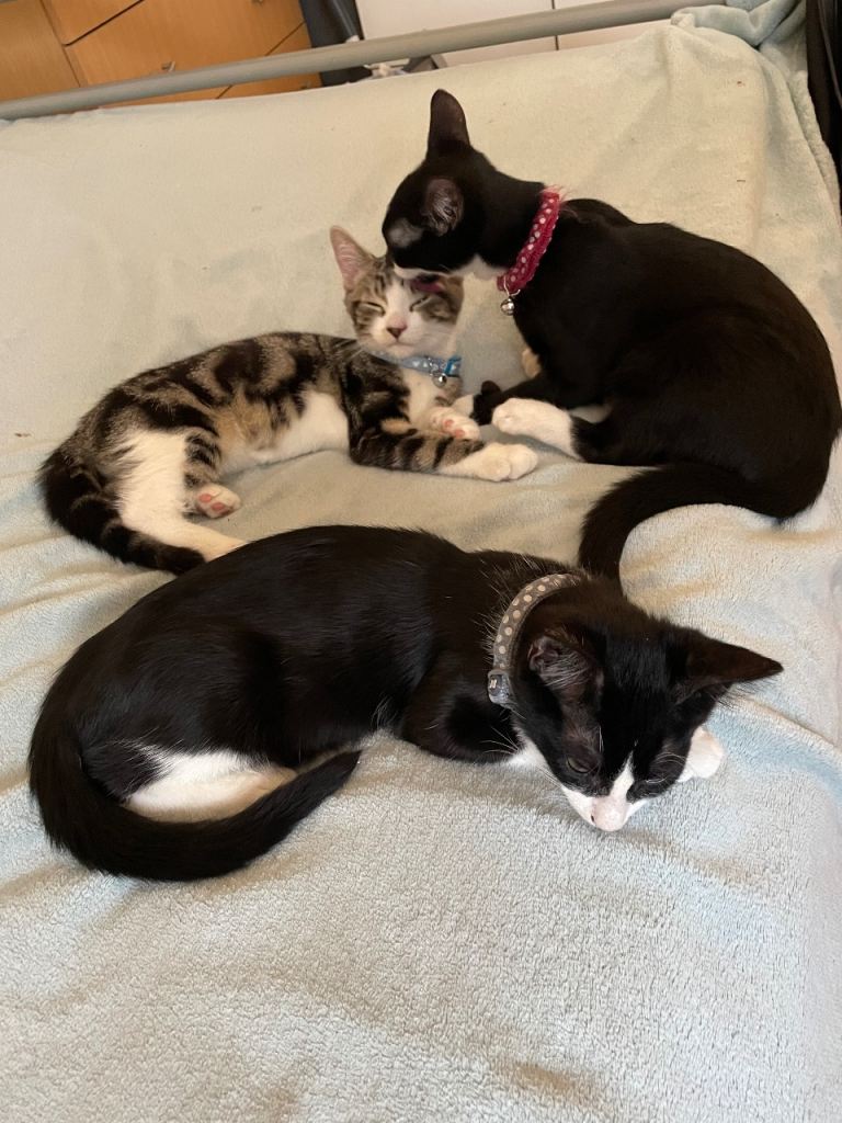 3 Male Kittens for Sale