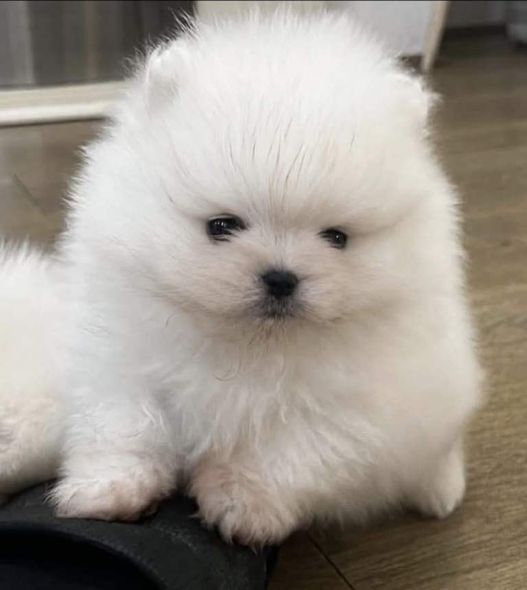 Pomeranian teddy face female 