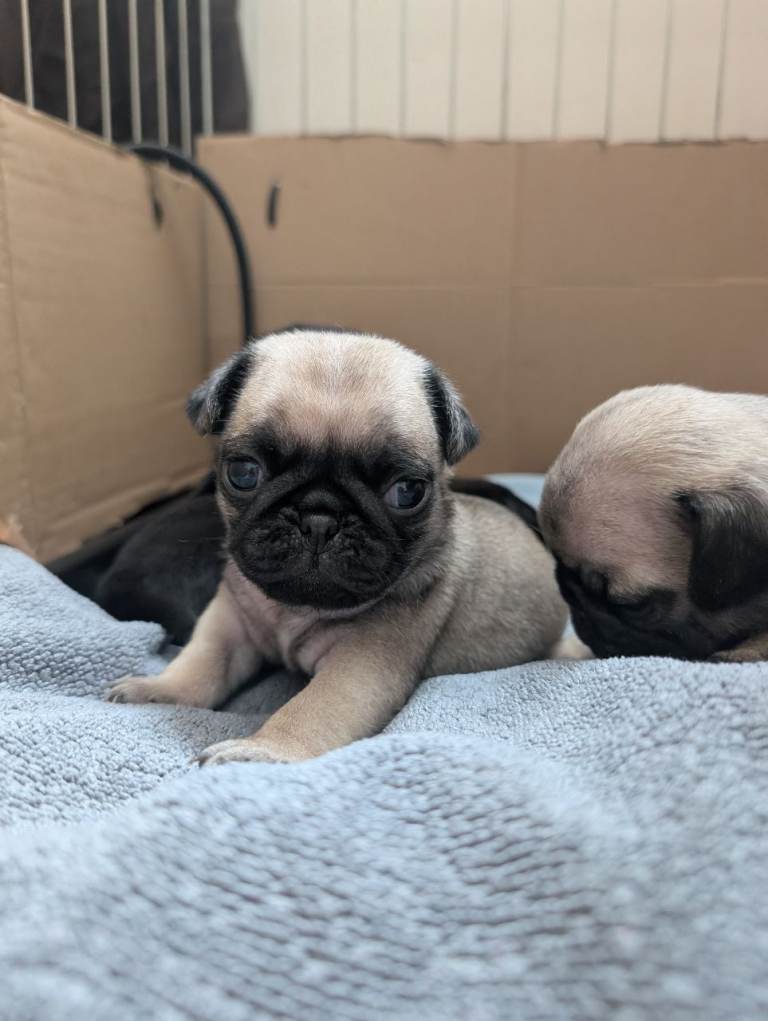 Pug puppies for sale 