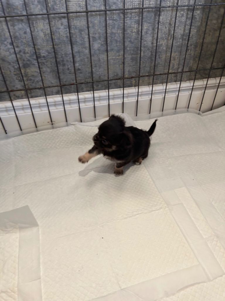 Tea cup chihuahua pups