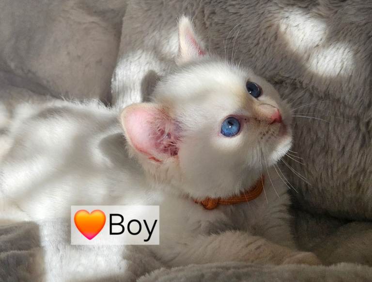 Pure Ragdoll’s kittens available 