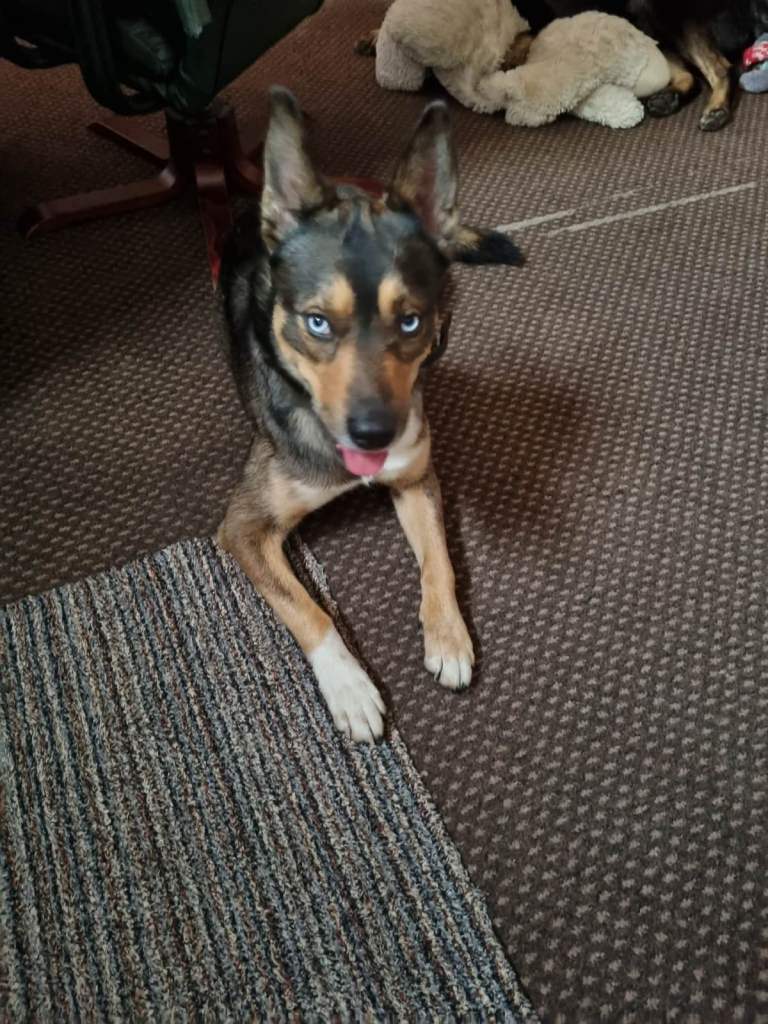 URGENT Husky cross German Shepard for sale 