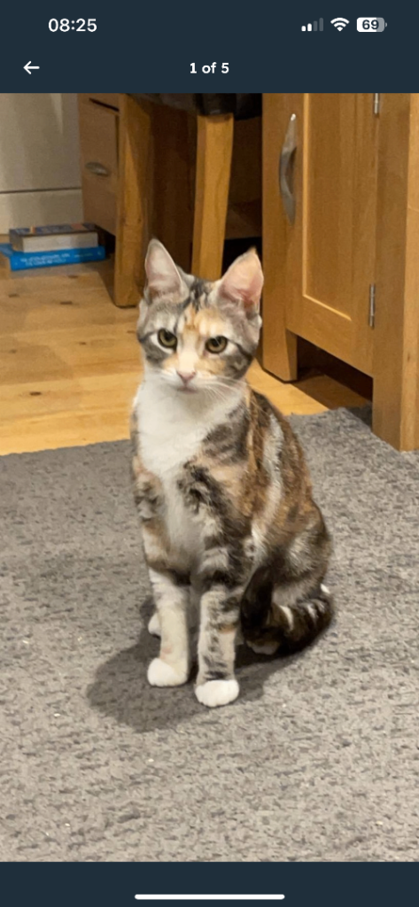 Affectionate Calico Adult Female Cat