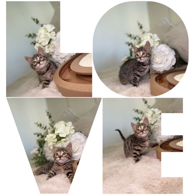 Beautiful kittens 8 weeks old ready now 